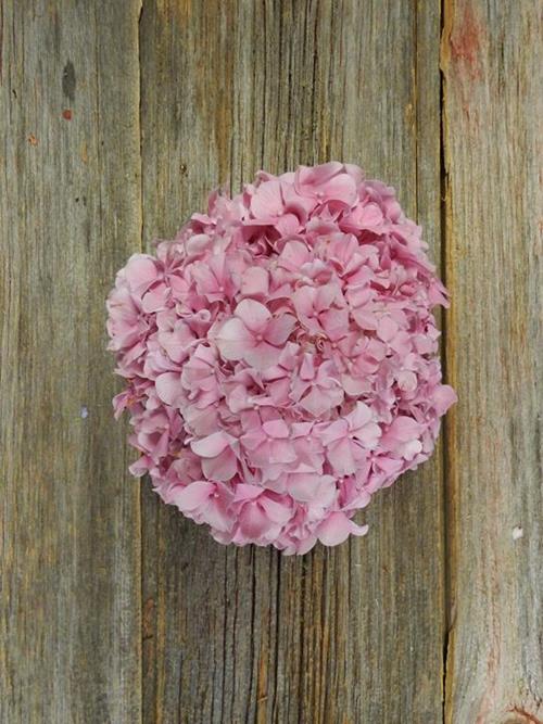 MAGICAL PINK  12-17 CM BLOOM PINK HYDRANGEAS